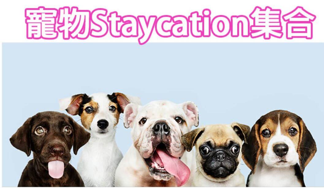 香港寵物Staycation集合 寵物友善酒店推介